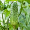 50 Boston Pickling Cucumber Seeds Heirloom Non GMO USA Harvested