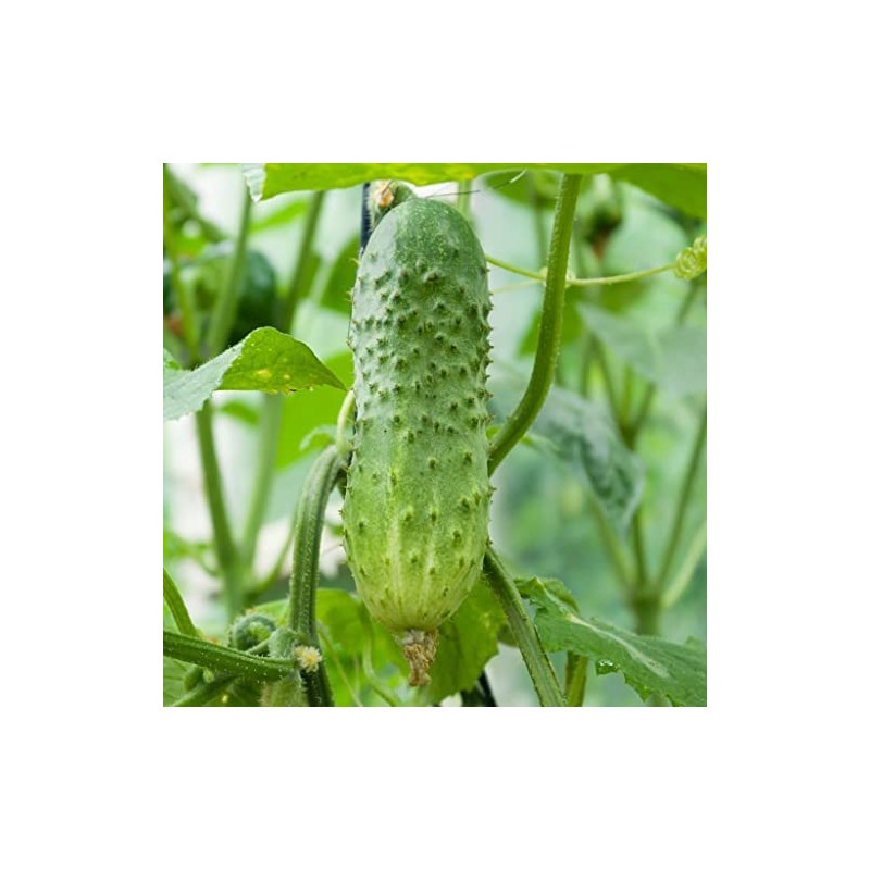 50 Boston Pickling Cucumber Seeds Heirloom Non GMO USA Harvested
