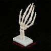 Walfront Skeleton Model for Human Hand and Wrist Medical Anatomical