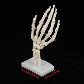 Walfront Skeleton Model for Human Hand and Wrist Medical Anatomical 1:1 Skeleton Model for Human Wrist Studies for Schools Hospital Lab Equipment