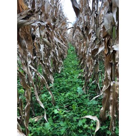 TnT Seed Company Alsike Clover, Food Plot Seed, 1/2 Acre, Drought Tolerant, Offers Year Round Forage for Wildlife, Perennial, Pollinator Friendly, Quick to Establish, 4 lb Bag