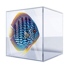 Vinyl Stickers Decals Discus Royal Aquarium Garage Home Window 6 X 5.72 in.