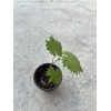 Grapevine Kyoho Grape With Pot 8” Seedling Fast Grow Ready
