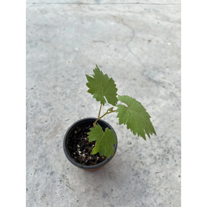 Grapevine Kyoho Grape With Pot 8” Seedling Fast Grow Ready