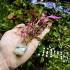 SubstrateSource Live Aquarium Red Stem Plants - Freshwater Aquatic Plant