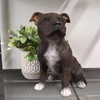 Vivid Arts - Staffordshire Terrier Brown - XRL-STF2-D