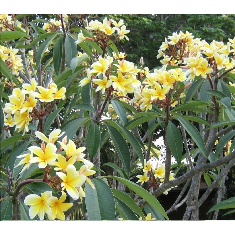 Yellow Hawaiian Plumeria Frangipani 1 Cuttings L41