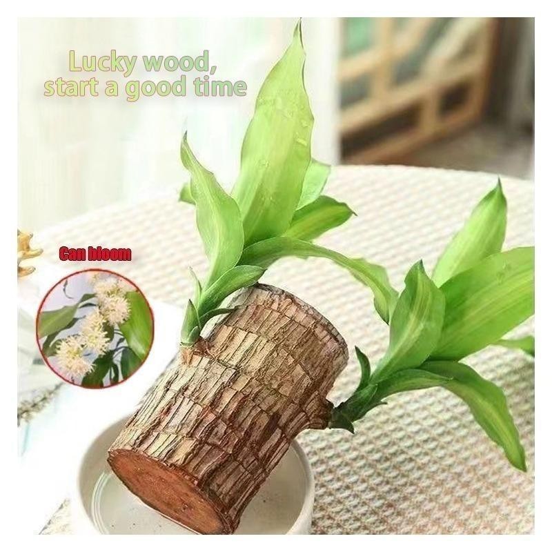 Brazilian lucky tree, with doll and plastic tray, Easy to
