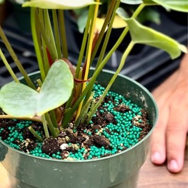 Slow Release Fertilizer for Indoor Plants - 1 Year Long-Lasting Nourishment FERTILIZANTE - Specification: 1 pound bag