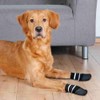 Trixie Dog socks, non-slip