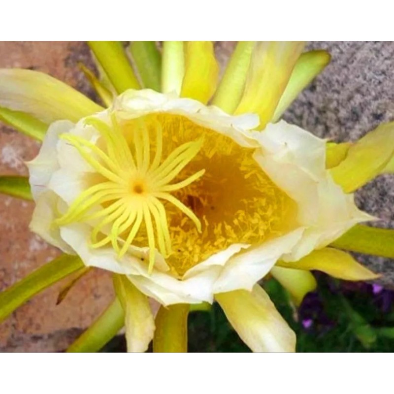 Seed-Top 250 Dragon Seeds Mix Pitahaya Rare varieties pitaya Easily