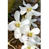from, My Brooklyn Botanical Garden's Club Southern White Flowering Tulip