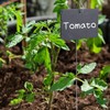20Pcs Silver Plant Label Hooks, Garden Markers Stake, Plant Sign