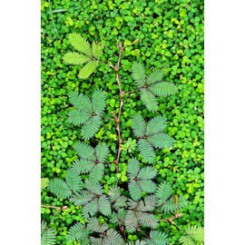 TomorrowSeeds - Sensitive Plant (Shameplant) Seeds - 300+ Count - for 2025 Planting React to Touch Mimosa Pudica Tickle Me Touch Me Not Shame Closing Leaves Sleepy Grass House Plant Sensitiva