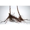 Anne Golden Raspberry Plants-Bare Root Canes–Sweet Tropical Flavor-Certified Disease &