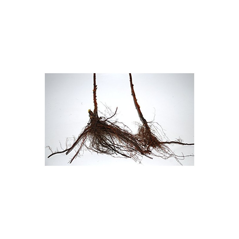 Anne Golden Raspberry Plants-Bare Root Canes–Sweet Tropical Flavor-Certified Disease &