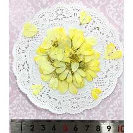 Compact Pressed Flower Orlayan Lace Flower (Yellow), Small Quantity Packaged In A Pack! UV Resin Pressed Flower Art Accessory, Welcome Board, Wedding Certificate, Parenting Appreciation