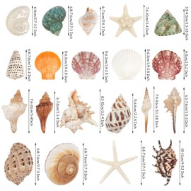 20 PCS Large Seashells Mixed Beach Sea Shells and Ocean Starfish,Natural Colorful Sea Shells Starfish Up to 14CM, Large Seashells Perfect for Beach Theme Party Home Decor DIY Crafts Fish Tank Decor