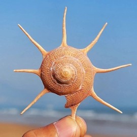 Large Natural Guildfordia Yoka Turban Seashell Rare Real Beach Home 2.5-3" In