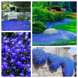 15000+ Creeping Thyme Seeds for Planting Perennial Landscaping Ground Cover Plants Seeds Non-GMO Dwarf Serpyllum Thyme Seeds