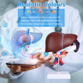 faruijie Human Liver Anatomical Model - Life Size Human Pancreas Pathology Model Liver Teaching Model Liver Dissection Model