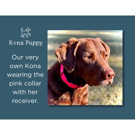 Waterproof E-Collar Replacement Strap Dog Collar for Invisible Fence/ecollar - Easy On Bungee (Sage Green, 3/4" Wide)