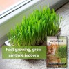 N/A Cat Grass Seeds for Indoor – Hierba Dulce para
