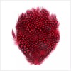 Pretty-Plumes Red Guinea Pheasant Feather Pads 12 Pc Hat Headband