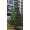 Tree 2 Cryptomeria Yoshino Japanese Cedar Trees - 6-12" Tall