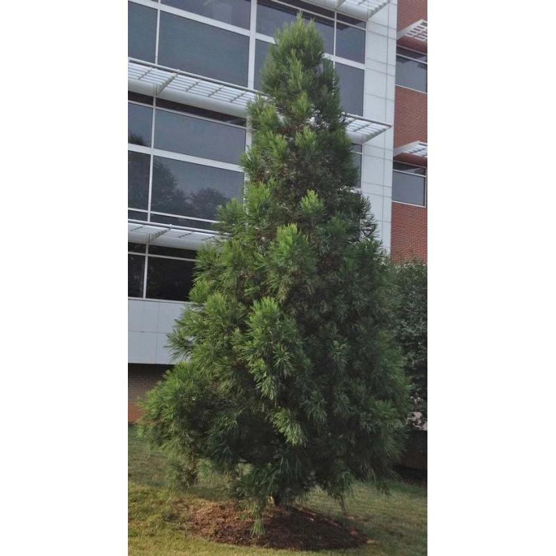 Tree 2 Cryptomeria Yoshino Japanese Cedar Trees - 6-12" Tall
