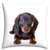 The Beach Stop Decorative Dachshund Dog Scatter Cushion Cover |