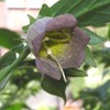 Palm Beach Medicinal Herbs - Caucasus Belladonna (Atropa caucasica) -