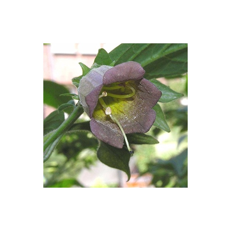 Palm Beach Medicinal Herbs - Caucasus Belladonna (Atropa caucasica) -