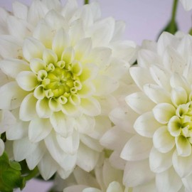 CHUXAY GARDEN White Dahlia Seed 50 Seeds Perennial Flowering Plant Lovely White Flower High Yield Flourishing Exotic Charm