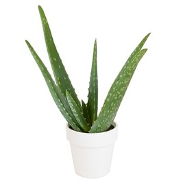 Aloe Vera Plant Gift in 4" White Pot, Live Succulent, Easy Plant for Beginners, Real Succulents for Home or Office, Indoor Houseplant Decor by Plants for Pets