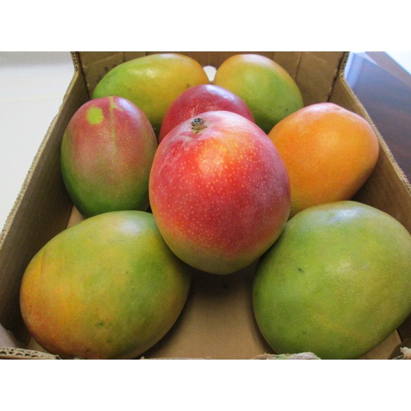 Fresh Mango Fruit Mangoes (9 Pounds)