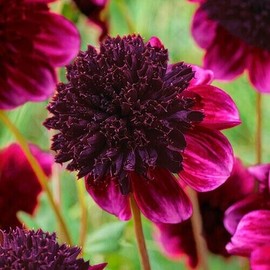 Toadstool Seeds 25 Rock Star Dahlia Seeds Flower Perennial Flowers Seed Flowering 1148 US SELL