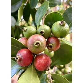 Home-Growth Strawberry Guava, Cherry Guava, Psidium cattleyanum - 30 Seeds 2025 - USA