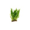 SubstrateSource Live Aquarium Plants on Driftwood, Lava Rock, Moss Mat