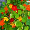 100+ Mix Nasturtium Seeds (Tropaeolum majus) Open Pollinated Easy to