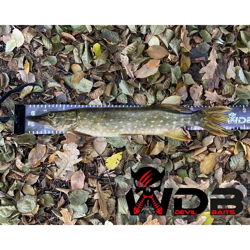 Angel-Berger Wild Devil Baits Rollup Measure Scale Fish Ruler Fish