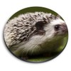 1 x Round MDF Magnet - Hedgehog Garden Wildlife British