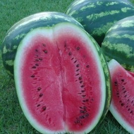 The Gardening World 100 Crimson Sweet WATERMELON Seeds Heirloom - Non-GMO - Always Fresh Seeds!