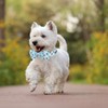 Maca Bates Blue Bee Dog Collar with Bow Bowtie for