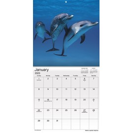 2023 Ocean Life Wall Calendar