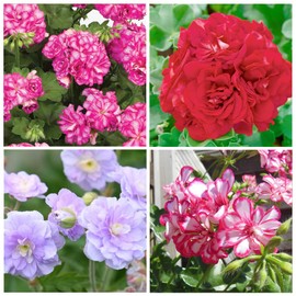10+Geranium Flower Seeds for Planting-Perennial Geranium Bedding Basket Plant Seeds