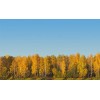 TrainJunkies Autumn Trees Model Railroad Backdrop - N Scale