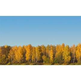 TrainJunkies Autumn Trees Model Railroad Backdrop - N Scale