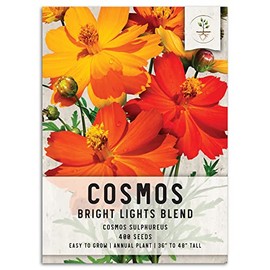Seed Needs, Bright Lights Cosmos Seeds - 250 Heirloom Seeds for Planting Cosmos sulphureus - Blend of Open Pollinated Wildflowers for Growing a Butterfly Garden (1 Pack)