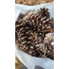Natural 25 PINE CONES, 4” To 7” Crafts Holiday Wreath
